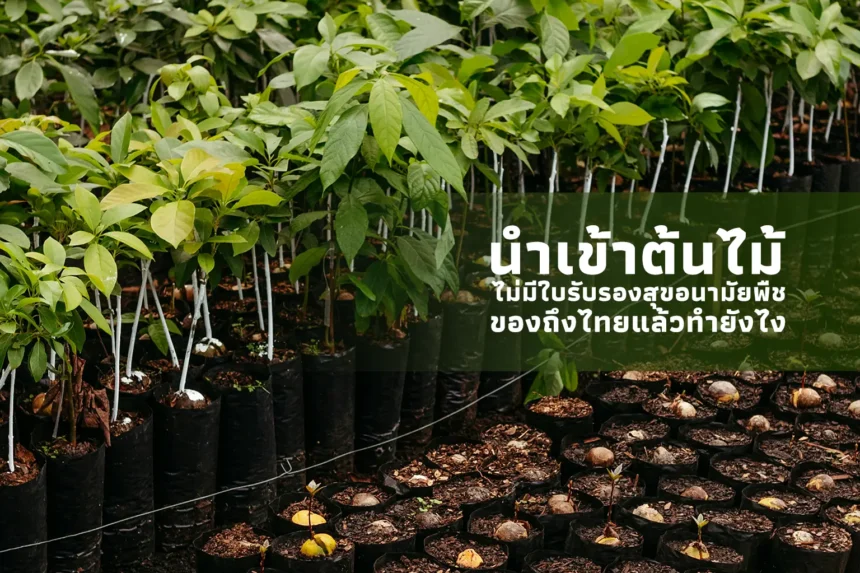 ต้นกล้าในถุงเพาะชำ พร้อมข้อความ นำเข้าต้นไม้ ไม่มีใบรับรองสุขอนามัยพืช ของถึงไทยแล้วทำยังไง